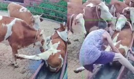 牛吃瓜看热闹,揭秘农村生活的趣味瞬间