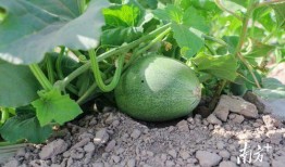 广州郊区吃瓜视频,短视频带你一探究竟