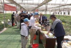 吃瓜公司南京,吃瓜公司背后的故事与影响