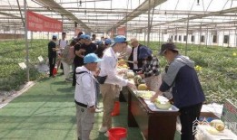 吃瓜公司南京,吃瓜公司背后的故事与影响