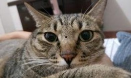 小猫可以吃蒲瓜吗,蒲瓜是否适合小猫食用？