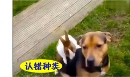 吃瓜兔壁纸,趣味横生的视觉盛宴