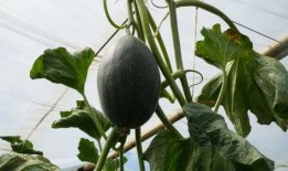 老板瓜怎么吃,解锁美味新体验