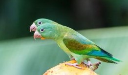 幸福鸟吃瓜视频,揭秘娱乐圈幕后故事