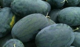 泡泡视频吃瓜区域