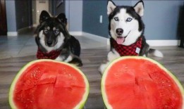 哈士奇吃瓜儿,一场意想不到的欢乐闹剧