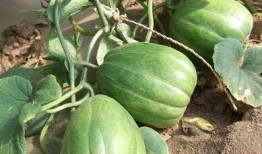 蛋总现场吃瓜,揭秘娱乐圈幕后真相