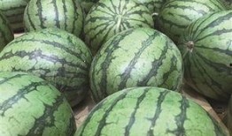 瓜可以吃几茬,一瓜多茬，丰收喜悦无限