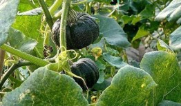 贵族南瓜可以吃嫩瓜吗