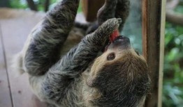 北极虎吃瓜群众,北极虎视角下的吃瓜群众众生相