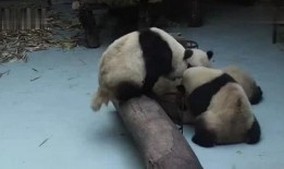游客打架熊猫吃瓜视频,吃瓜群众笑翻现场