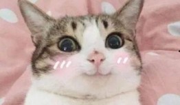 女人发吃瓜表情包,揭秘女性“吃瓜”表情包背后的社交心理