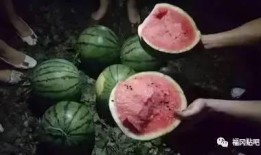 怪兽吃瓜不吃瓜,揭秘吃瓜与不吃瓜之谜