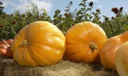 贵族南瓜可以吃嫩瓜吗