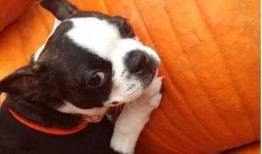 反派小狗吃瓜,揭秘娱乐圈背后的秘密