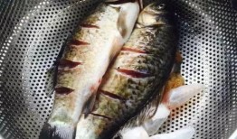 瓜哥吃瓜绿头鱼图片高清