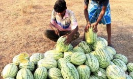 摘瓜怎么吃,解锁瓜类食材的多彩吃法