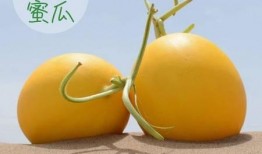 吃绿色蜜瓜照片,尽享甜蜜蜜瓜时光