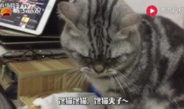 猫吃瓜鬼畜,揭秘喵星人吃瓜鬼畜背后的秘密