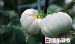 昌乐吃瓜事件视频,一场网络热议的真相揭秘