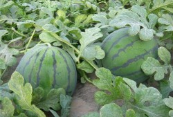 大瓜地吃瓜,揭秘娱乐圈的甜蜜与苦涩