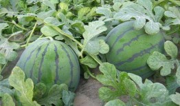 大瓜地吃瓜,揭秘娱乐圈的甜蜜与苦涩