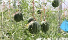 新乡长垣吃瓜视频,揭秘新乡特色美食背后的故事