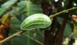 梦到摘瓜给别人吃