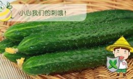 吃瓜视频苏六,吃瓜视频中的“瓜王”传奇