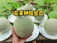 自己在家吃哈密瓜,自制哈密瓜甜品分享