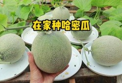 自己在家吃哈密瓜,自制哈密瓜甜品分享