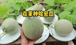 自己在家吃哈密瓜,自制哈密瓜甜品分享