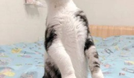 猫咪可以吃瓜栗吗怎么吃