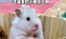 老鼠吃瓜怎么处理最好,老鼠偷吃瓜，这样做最有效