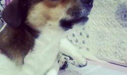 狗嘴吃蜜瓜,意外惊喜的甜蜜瞬间