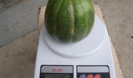 直播吃青皮瓜,挑战吃青皮瓜，网友惊呼“舌尖上的冒险”