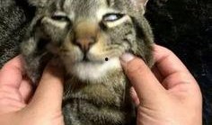 猫神禁赛吃瓜,吃瓜群众热议电竞圈风云变幻