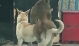 狗狗吃瓜的视频,狗狗吃瓜萌态大赏