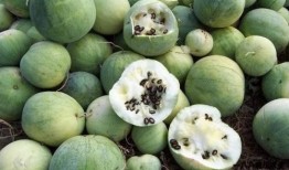 地球吃瓜君,揭秘地球上的奇闻异事