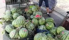 郯城同城吃瓜事件,一场网络舆论的风暴与反思