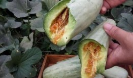 孕妇可以吃小白瓜吗,小白瓜的营养益处与食用建议