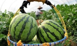 意大利队吃瓜视角