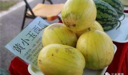 吃甜宝瓜,探寻甜宝瓜的独特魅力