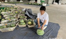 荆州最新吃瓜,揭秘当地美食背后的故事与传奇