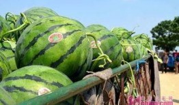 瓜姨爆料吃瓜基地,吃瓜基地背后的惊人真相