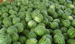 真实缅北免费吃瓜,免费吃瓜背后的真实故事