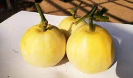 吃甜宝瓜,探寻甜宝瓜的独特魅力