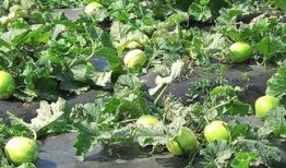 蓝舌头吃瓜,揭秘吃瓜背后的趣味与奥秘