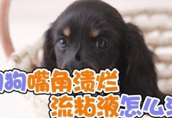 狗嘴吃蜜瓜,意外惊喜的甜蜜瞬间