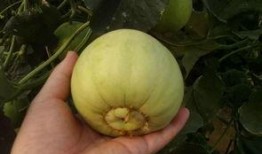 吃瓜吗脆甜水,探索吃瓜吗脆甜水的独特魅力